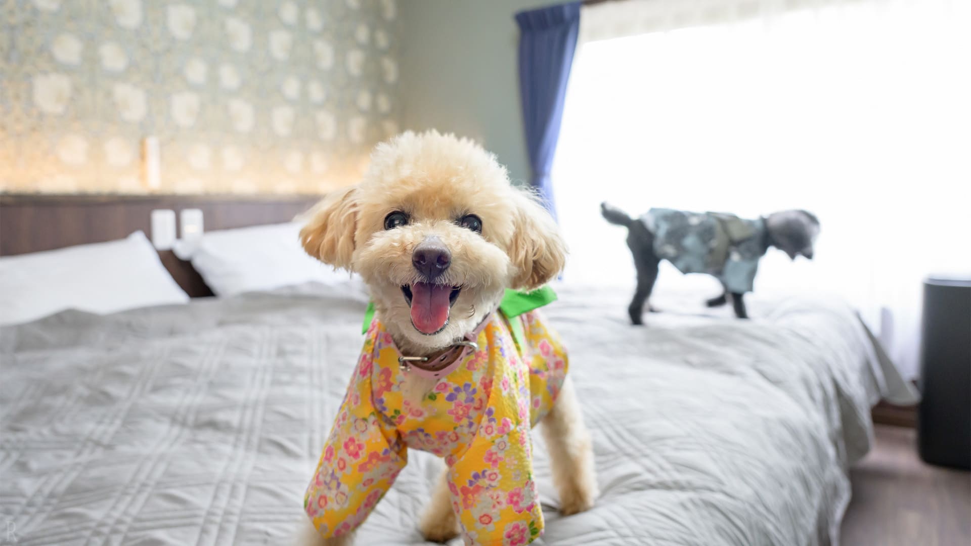 ベッドの上で楽しそうにする愛犬