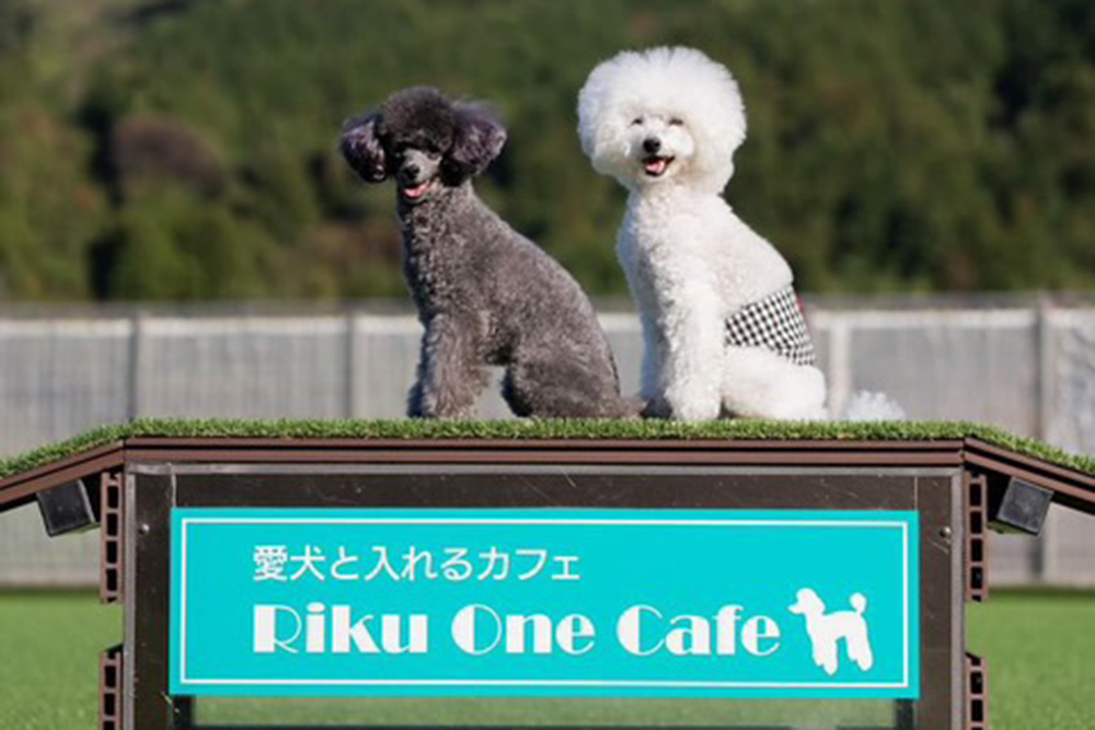 ドッグラン